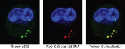 colocalisation between p202 and microinjected DNA
