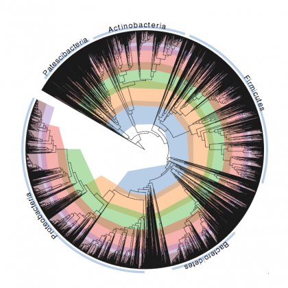 The ‘tree of life’ for the bacterial world, bacteria’s taxonomy in a phylogenetic tree.