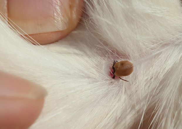 A tick burrowed into the skin of an animal