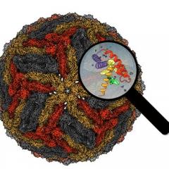 Binjari virus