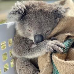 Koala