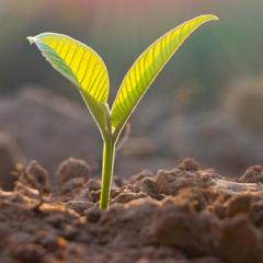 Plant