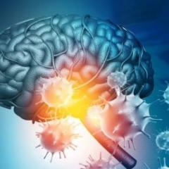 Brain illustration