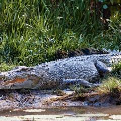 Crocodile