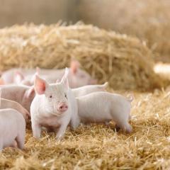 Pigs