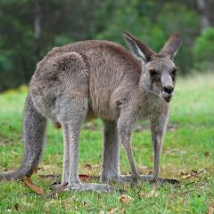 Kangaroo