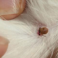 A tick burrowed into the skin of an animal