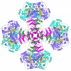 Enzyme