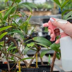 Person spraying liquid onto plants