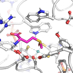 Enzyme