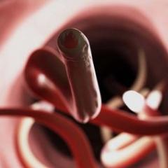 Hookworms