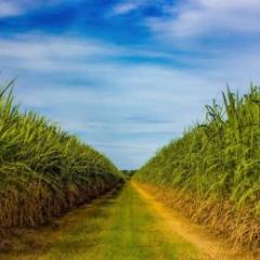 Sugarcane