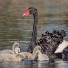 Black swan