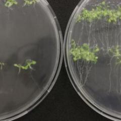Sprouts