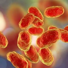 Bacteria