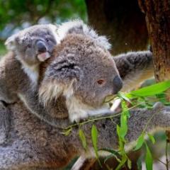 Koalas