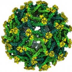 Binjari virus