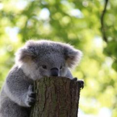 Koala