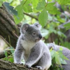 Koala