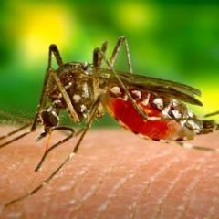 Mosquito