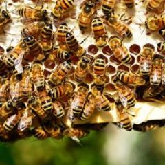 Bees