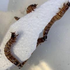 Superworms eating polystyrene