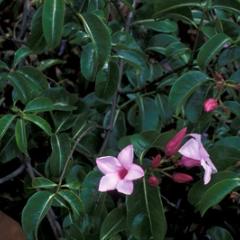 Rubber vine