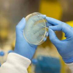 Scientist with petri dish