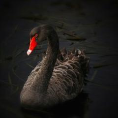 Black swan