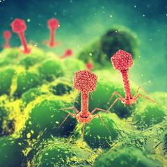 Virus