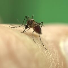 Mosquito