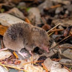 Shrew