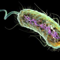 An artist's impression of E. coli, which infects over 150 million people worldwide.